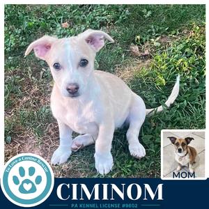 Ciminom (Betty's Babble Bunch) 070126, Corgi / Beagle, puppy, available for adoption