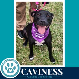 A black dog wearing a purple bandana with white text, standing on grass. The dog is looking at the camera with its mouth open and tongue out. A person's legs and a pink leash are visible in the background.