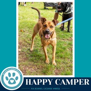 A brown dog with a black muzzle and a blue leash is standing on grass, looking at the camera with its mouth open and tongue out. In the background, there is another dog and some people.