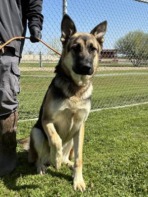 Archie, German Shepherd Dog, adult, available for adoption