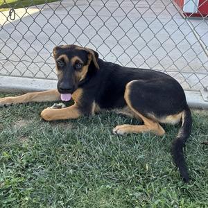 Hallie, German Shepherd Dog, young, available for adoption