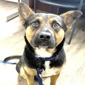 Adam, German Shepherd Dog, adult, available for adoption