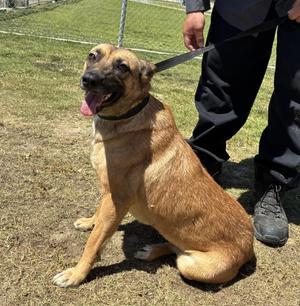 Cher, German Shepherd Dog, adult, available for adoption
