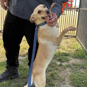 Bella, Chihuahua, adult, available for adoption