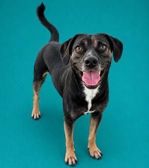 A black and tan dog with a white chest standing on a blue background, its tail raised and tongue out, appearing happy.