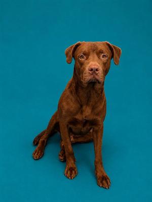 A brown dog sitting on a blue background