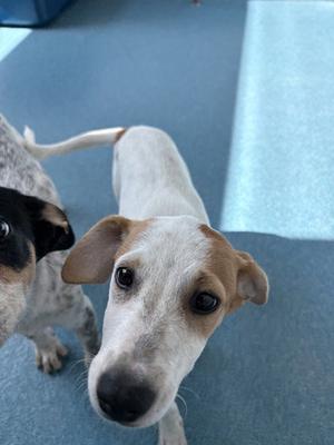 BASIL, Australian Terrier, puppy, available for adoption