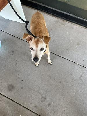 a small brown dog on a leash standing on a concrete surface