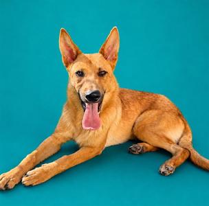 A brown dog with pointed ears and a pink tongue is lying down on a blue background.