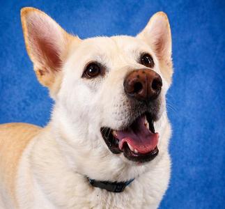 CASPER, German Shepherd Dog, senior, available for adoption