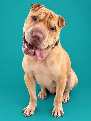 EDVARD, Chinese Shar-Pei, adult, available for adoption