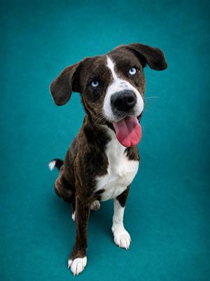 BYRNA, Terrier, adult, available for adoption
