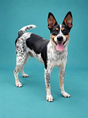 CHICKEN NUGGET, Australian Cattle Dog/Blue Heeler, adult, available for adoption