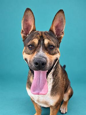 JAX, American Staffordshire Terrier, adult, available for adoption