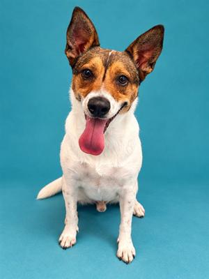 CHECKER, Beagle, adult, available for adoption