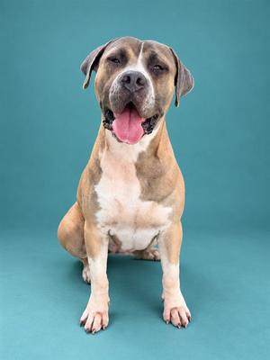 A brown and white dog sitting on a blue background with its mouth open and tongue out.