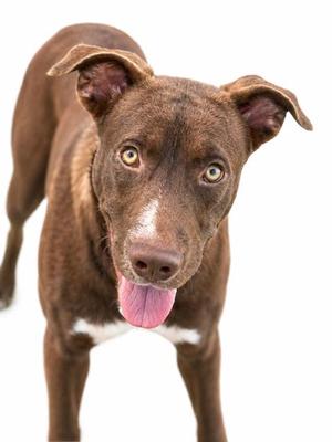 FIREBALL, American Pit Bull Terrier, adult, available for adoption