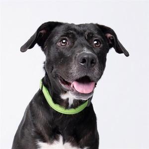 A black dog with a green collar looking up with its mouth open, showing its tongue.
