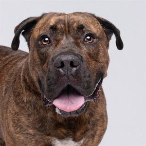 A brown brindle dog with a black muzzle and floppy ears, looking directly at the camera with its mouth open and tongue out.
