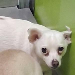 Joey, Chihuahua, adult, available for adoption