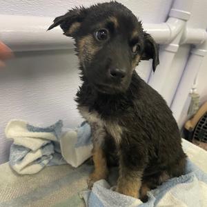 Boo, Cattle Dog, puppy, available for adoption