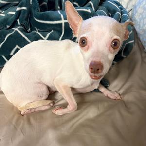 Thelma, Chihuahua, adult, available for adoption