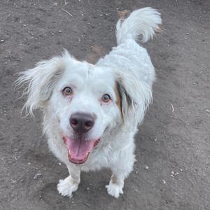 Ranger Chuck, Shepherd, Australian, adult, available for adoption