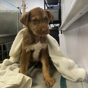 Dracula, Cattle Dog, puppy, available for adoption
