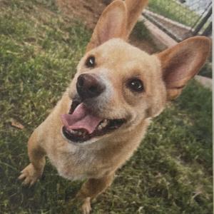 Jake, Eskimo, American, adult, available for adoption