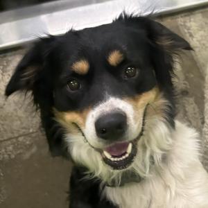 Julio, Collie, Border, adult, available for adoption