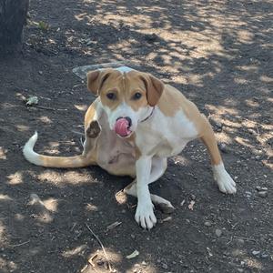 Polo, Beagle, adult, available for adoption