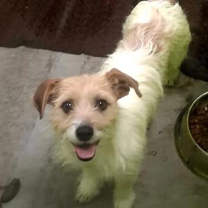 Pippo, Terrier, Jack Russell, adult, available for adoption