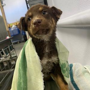 Grimm, Cattle Dog, puppy, available for adoption