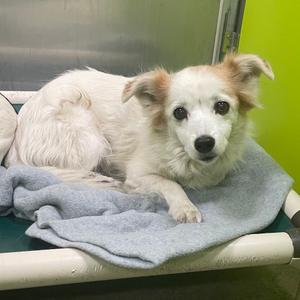 Princess, Pomeranian, senior, available for adoption