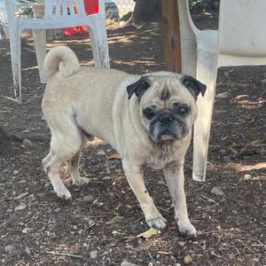 Chewy, Pug, senior, available for adoption