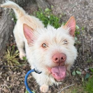 Birdie, Terrier, West Highland White Westie, adult, available for adoption