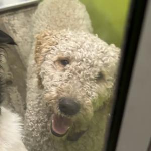Earl, Poodle, adult, available for adoption