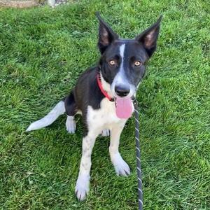 Poncho, Collie, Border, adult, available for adoption