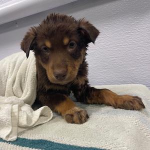 Fang, Cattle Dog, puppy, available for adoption