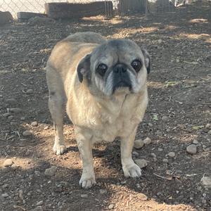 Ellie, Pug, senior, available for adoption