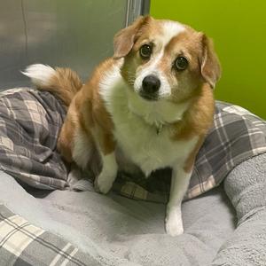 Rosie, Corgi, Cardigan Welsh, senior, available for adoption