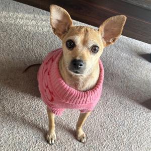 Ariel, Chihuahua, senior, available for adoption