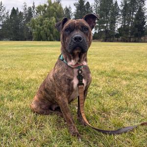 Maggie Mae, Chinese Shar-Pei, adult, available for adoption