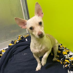 Unexpected Ned, Chihuahua, adult, available for adoption