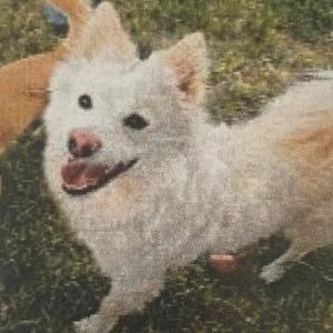 Angel (Sheba), Eskimo, American, adult, available for adoption