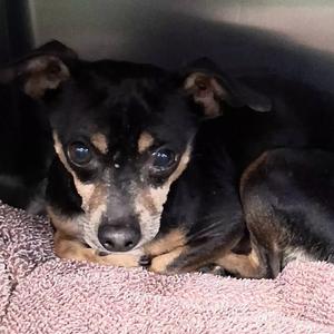 Pawfessor Mack, Chihuahua, senior, available for adoption
