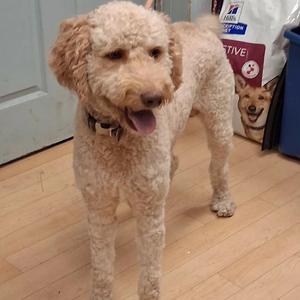 A fluffy, light-colored dog standing on a wooden floor, wearing a collar and looking towards the camera with its tongue out.