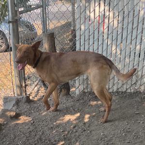 Hazel, Cattle Dog, Australian (Blue Heeler), adult, available for adoption