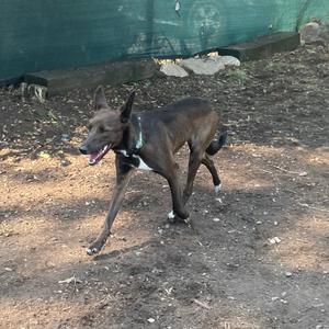 Gracie, Cattle Dog, Australian (Blue Heeler), adult, available for adoption