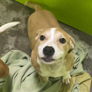 Willow, Black Mouth Cur, puppy, available for adoption